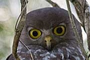 Barking Owl (Ninox connivens)